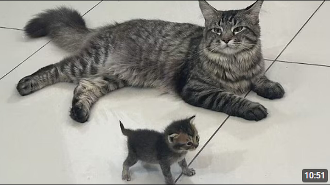 She’s Not Just A Cat, She’s a MOM 😍 Cute Cat Video