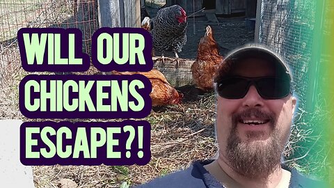 Cheapest Chicken Run Ever