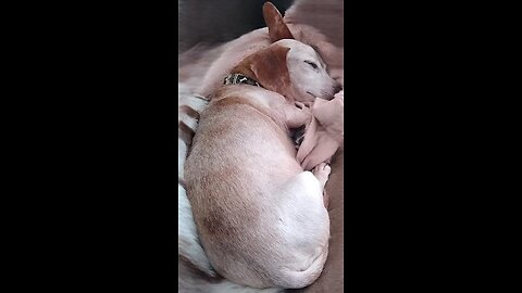 Thanksgiving Weenie Stream