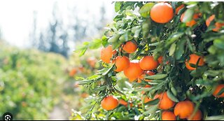 USDA to Purchase 30M in Fruit for Americans in Need