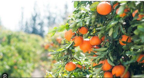 USDA to Purchase 30M in Fruit for Americans in Need