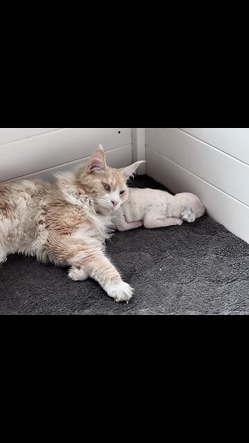 Maine Coon Cat Babysits Dalmatian Puppy.