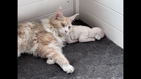 Maine Coon Cat Babysits Dalmatian Puppy.