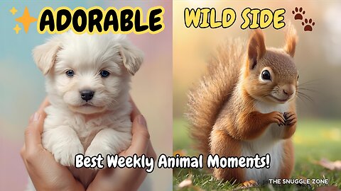 CUTEST MOMENTS 🐾💖 | Best Animal Clips This Week!