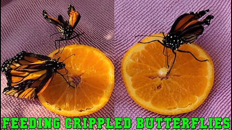 Feeding Handicapped Butterflies