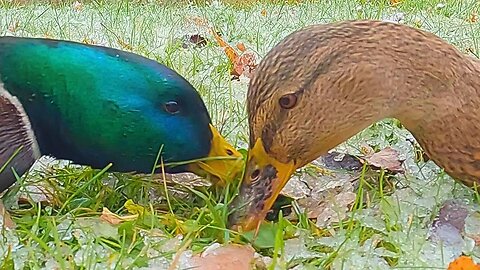 Mallard Duck Couple Just Can't Get Enough of Ice Rice