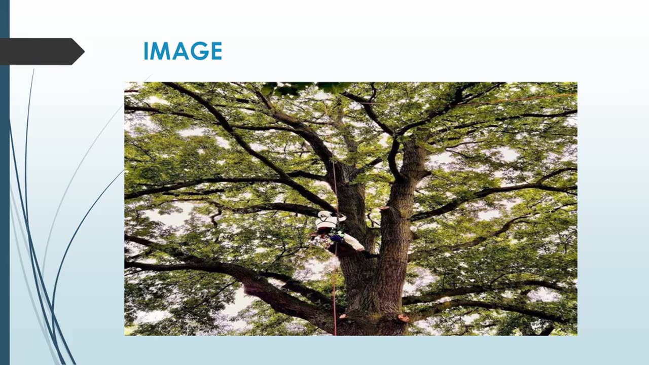 Best Tree Removal in Southall