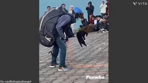 Funny animals moments