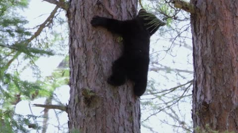 Los animalitos de Andy - T01E02 - Escalada