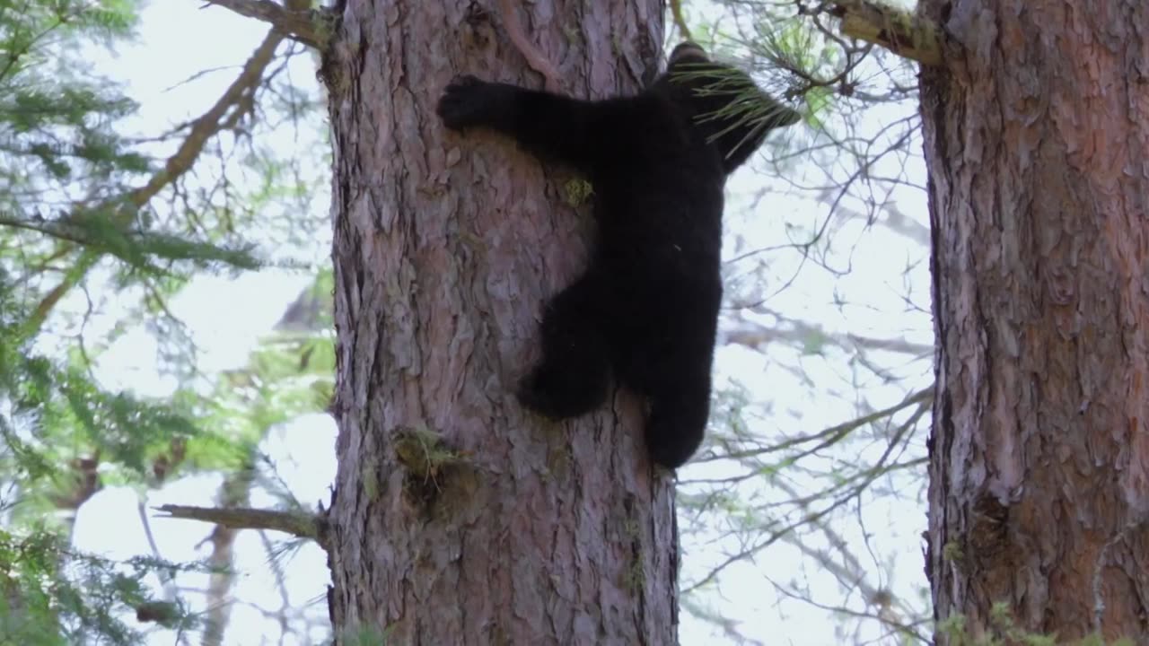 Los animalitos de Andy - T01E02 - Escalada