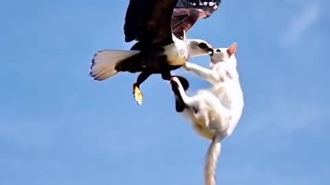 cat and eagle