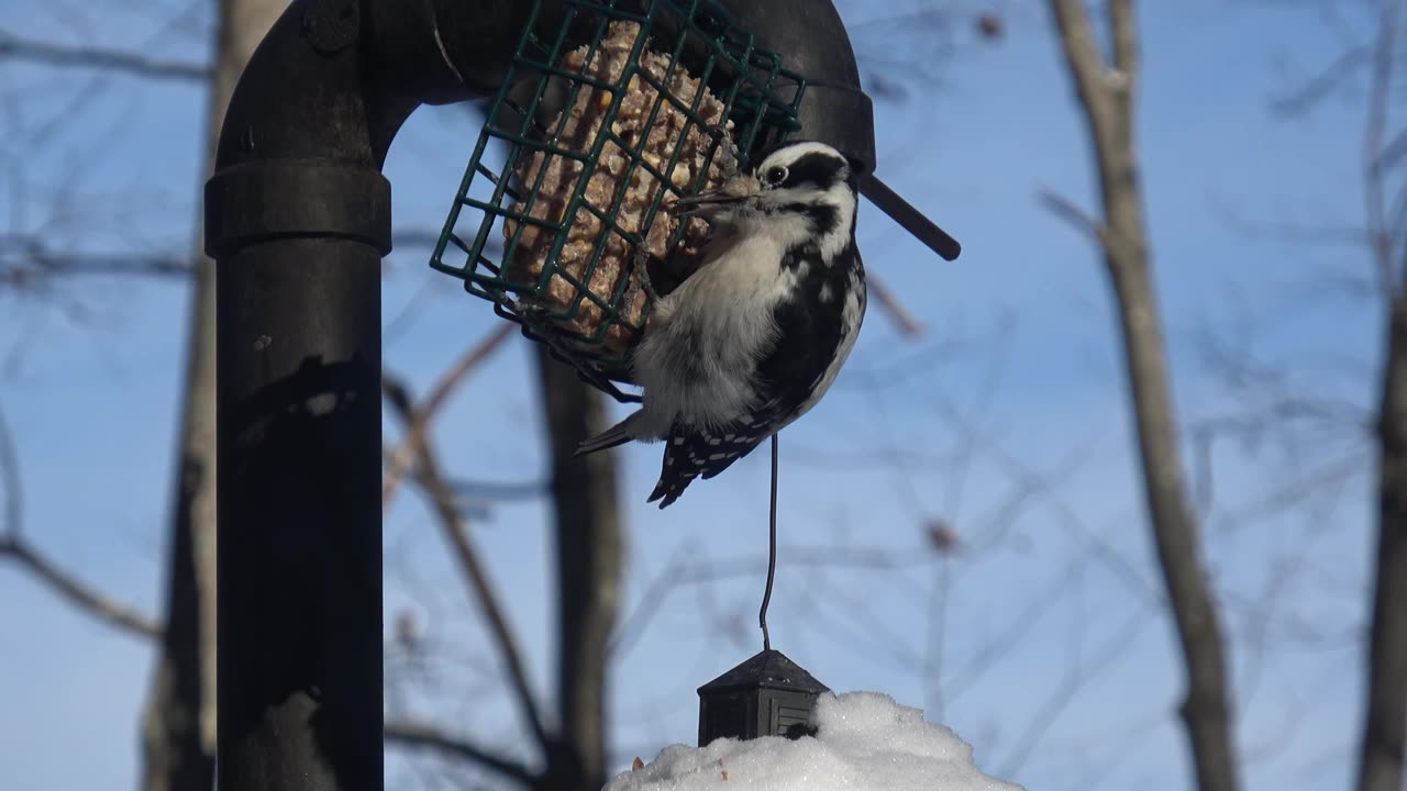 Hairy Woodpecker