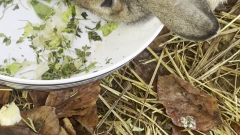 Bunny Experiences Snow for the First Time