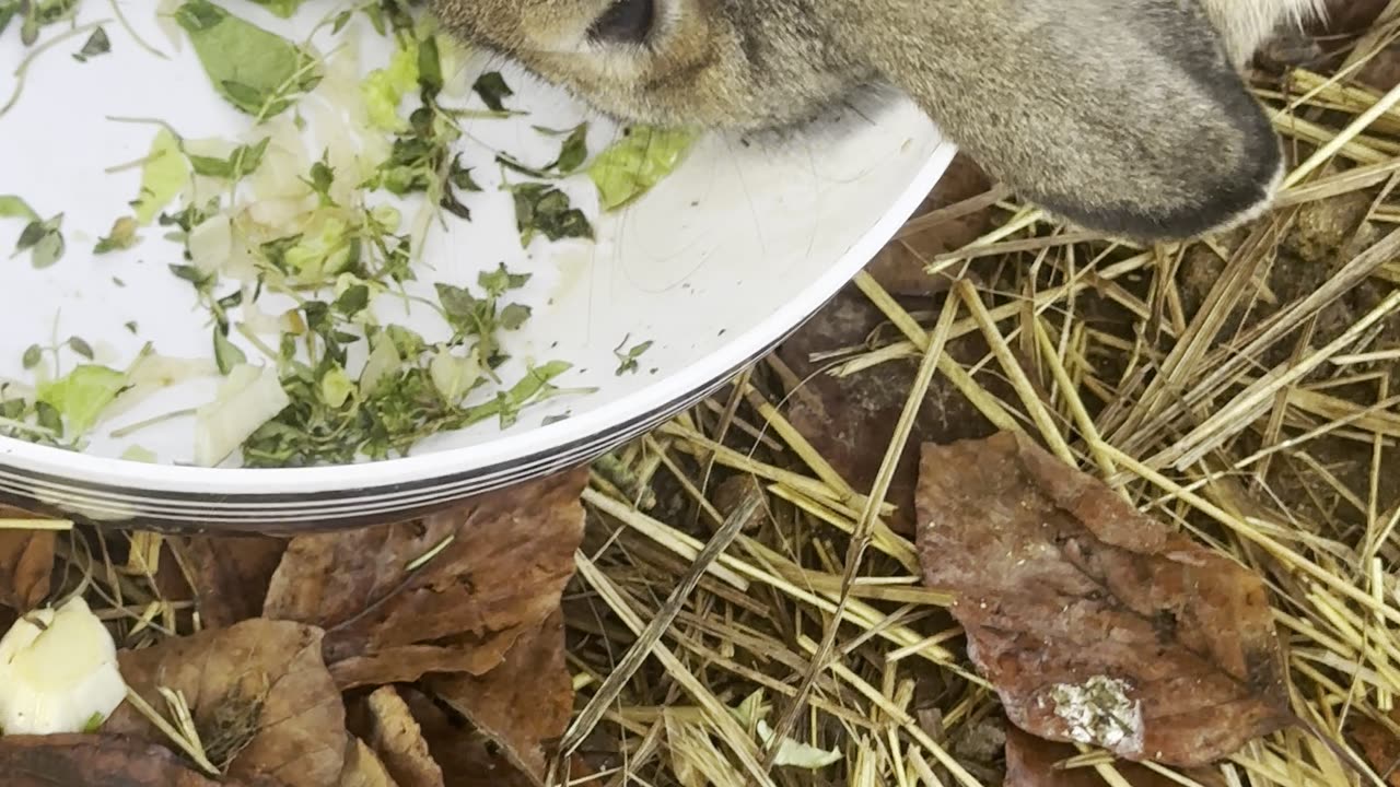 Bunny Experiences Snow for the First Time