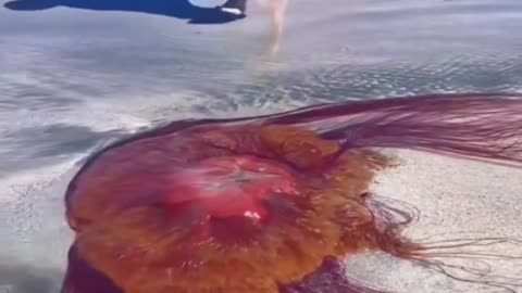 🐠🤯 This Beached Lion's Massive Jellyfish is Mind Blowing! | FeedMyCuriosity