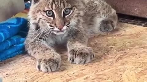 Scratch
