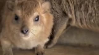 😂🦙 Silly Hyrax! | FunFM