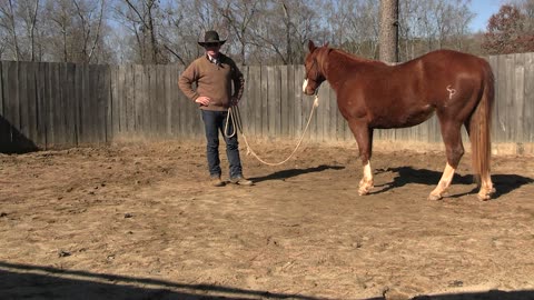 How To Blanket a Colt for the First Time