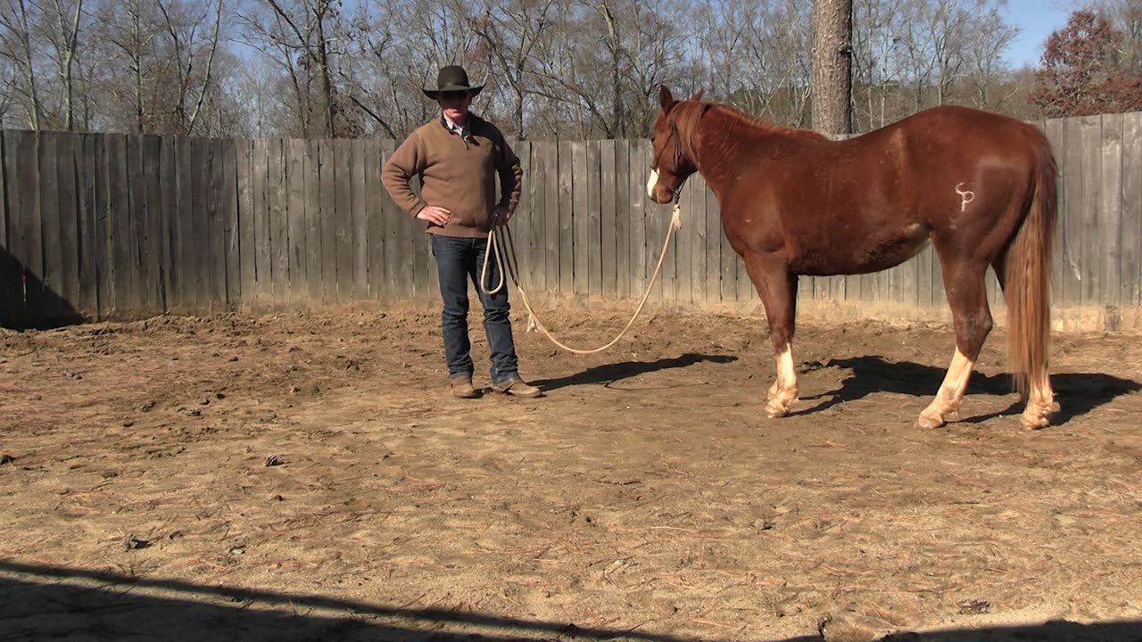 How To Blanket a Colt for the First Time