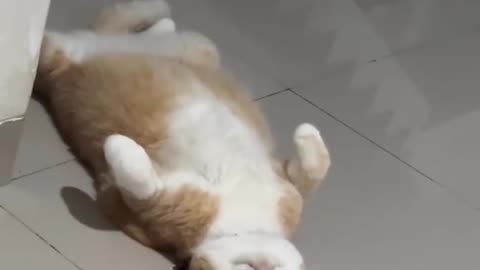 Cat sleeping while sitting