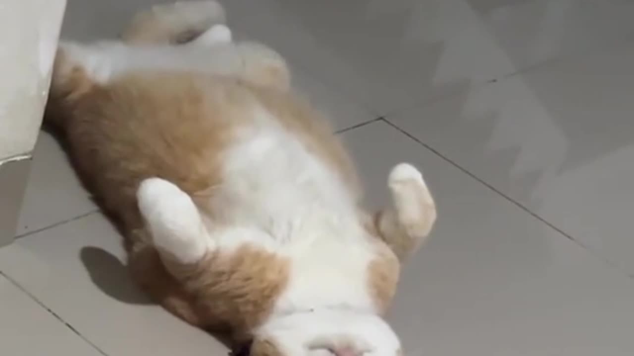 Cat sleeping while sitting