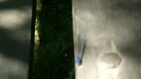 Dramselfly is blue daba bee dabba fly!