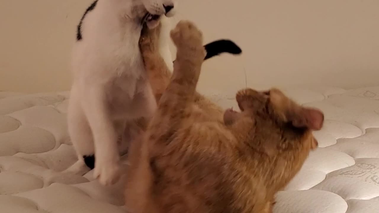 Paw of the Kitty - Starring Deano and Creamsicle