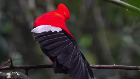 A male Andean Cock-of-the-Rock displays his magnificent plumage.👍