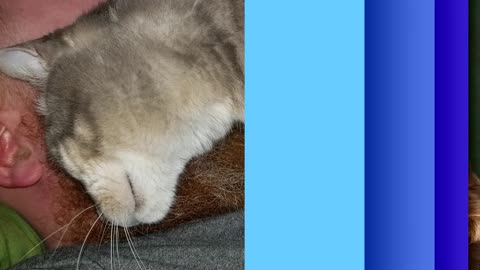 This clean laundry has been blessed by Cory. #SparklegleamFarm #Cory #farm #cats #catlovers #cute