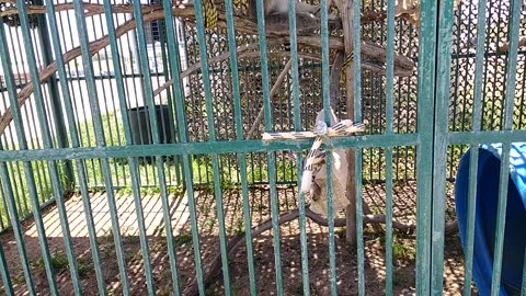 Ring tailed lemur lookin sexy with that pose!