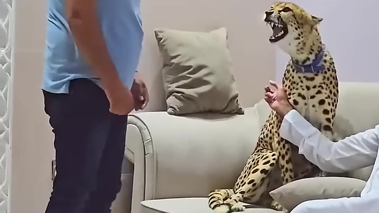 When Your ‘Pet’ Cheetah Gets Spooked