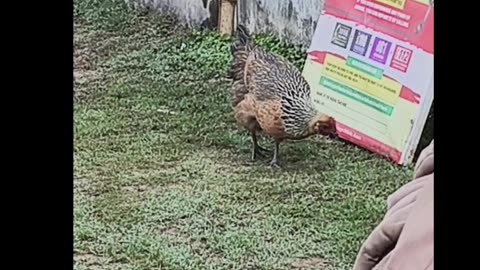 Hen walks for food