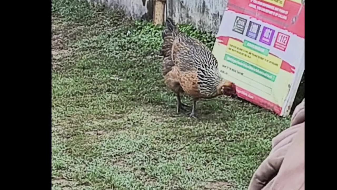 Hen walks for food