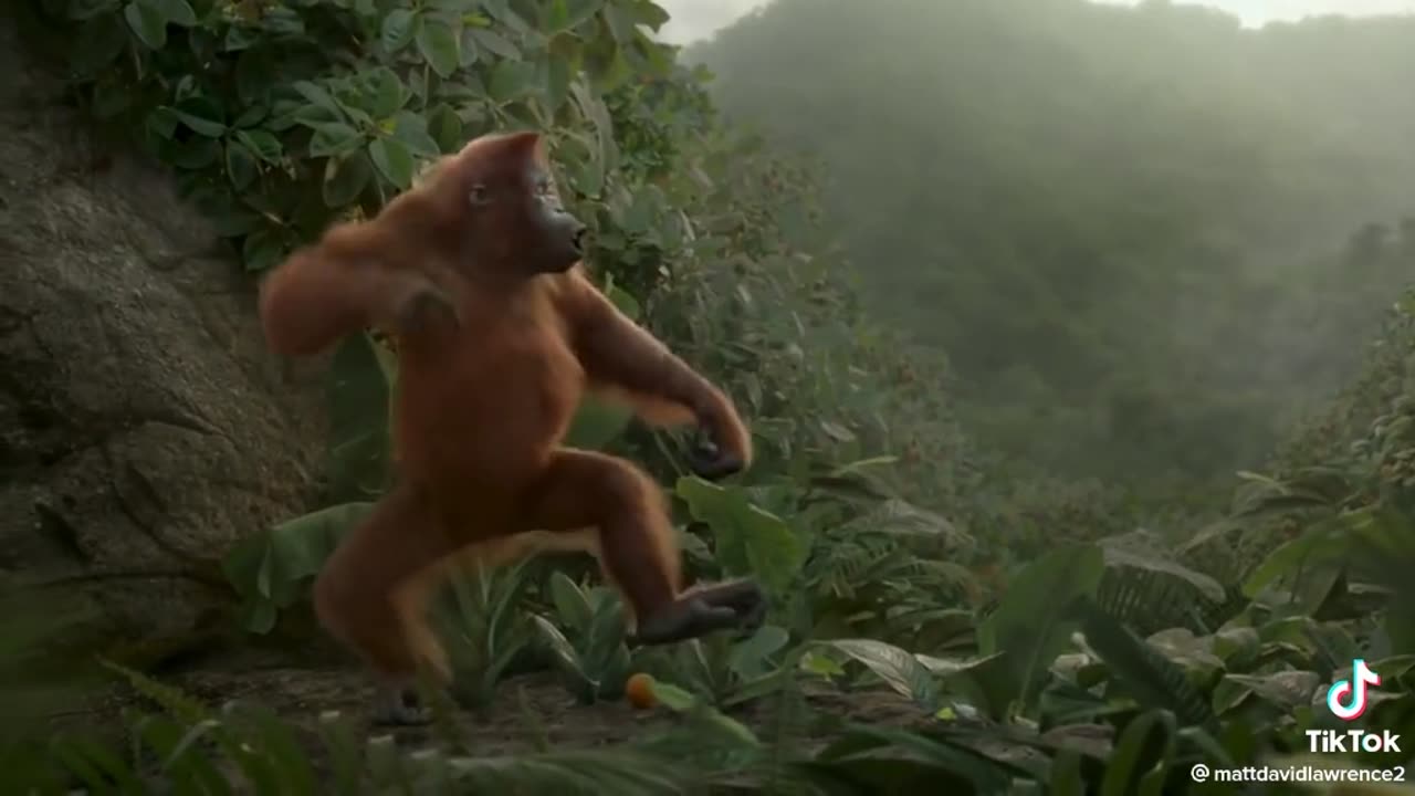 Monkey 🐵 dans 💔😂