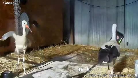 😲😲 Oh dear‼️ The label from the box has stuck to the stork's beak and it ate it 😧