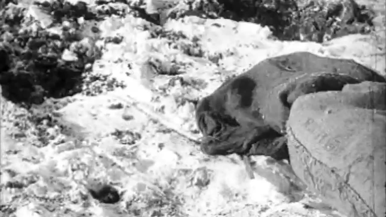 [TRACTOR DEMONSTRATION] - [TRACTOR DEMONSTRATION] - fc-fc-4141