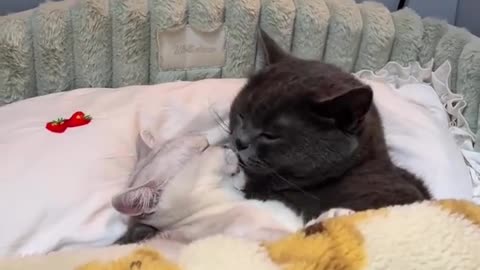 Two cats are kissing