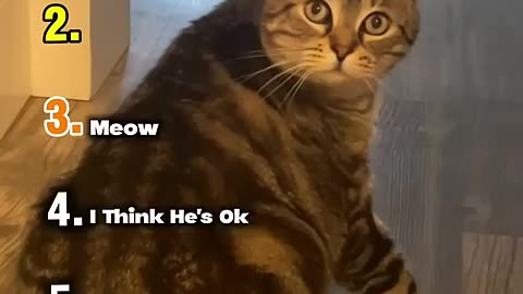 Trending: Ranking Best Cats Moments