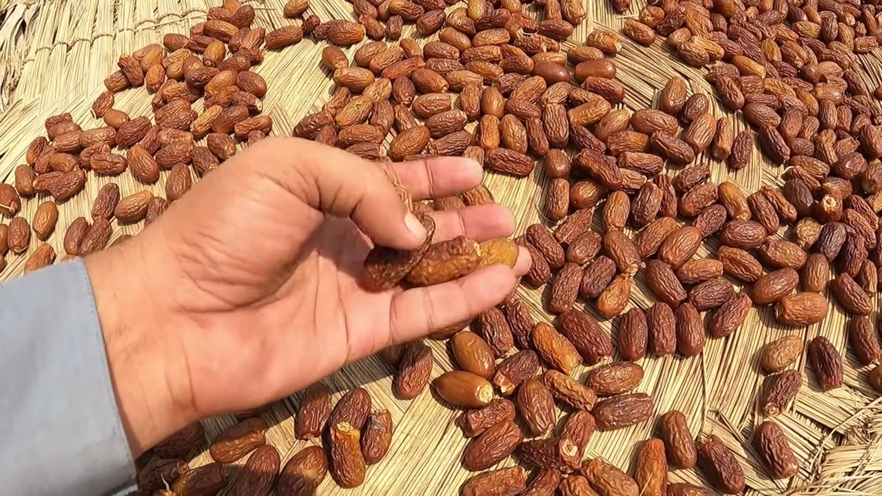 World's oldest Dates Preservation Technique|Pakistani Village Life 🌴🌴🌴🇵🇰🇵🇰🇵🇰🇵🇰🇵🇰