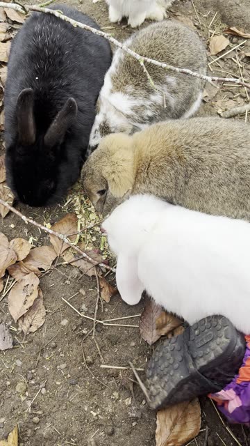 Bunny Buffet (4 Rabbits Eating Together)