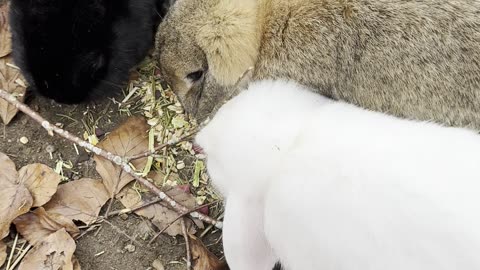 Bunny Buffet (4 Rabbits Eating Together)