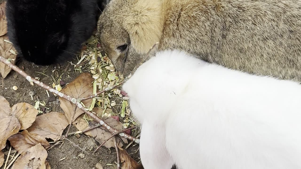 Bunny Buffet (4 Rabbits Eating Together)