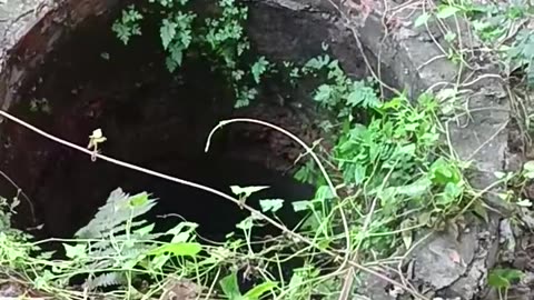 Dog Rescued from Water Well
