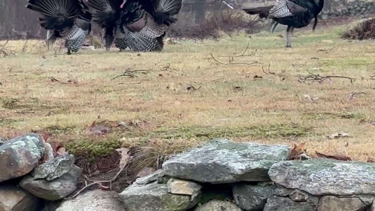 Gobbling With a Gaggle of Turkeys
