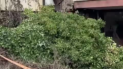 Amazing: 6 month abandoned home update..