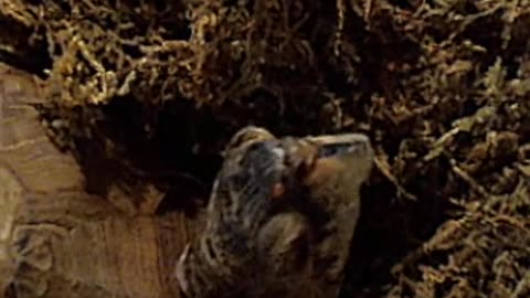Boxlina Yawns 🐢💚 | #eve_the_orphan on #Twitch