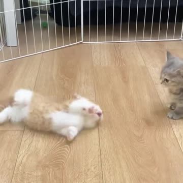 Very good jumping ability