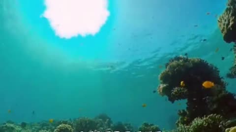 amazing facts about fish