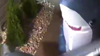 😂🐠 Two Sharks at the Front Porch! | FunFM