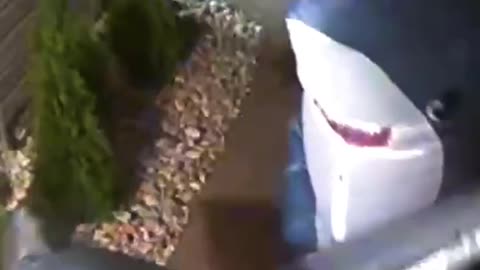 😂🐠 Two Sharks at the Front Porch! | FunFM